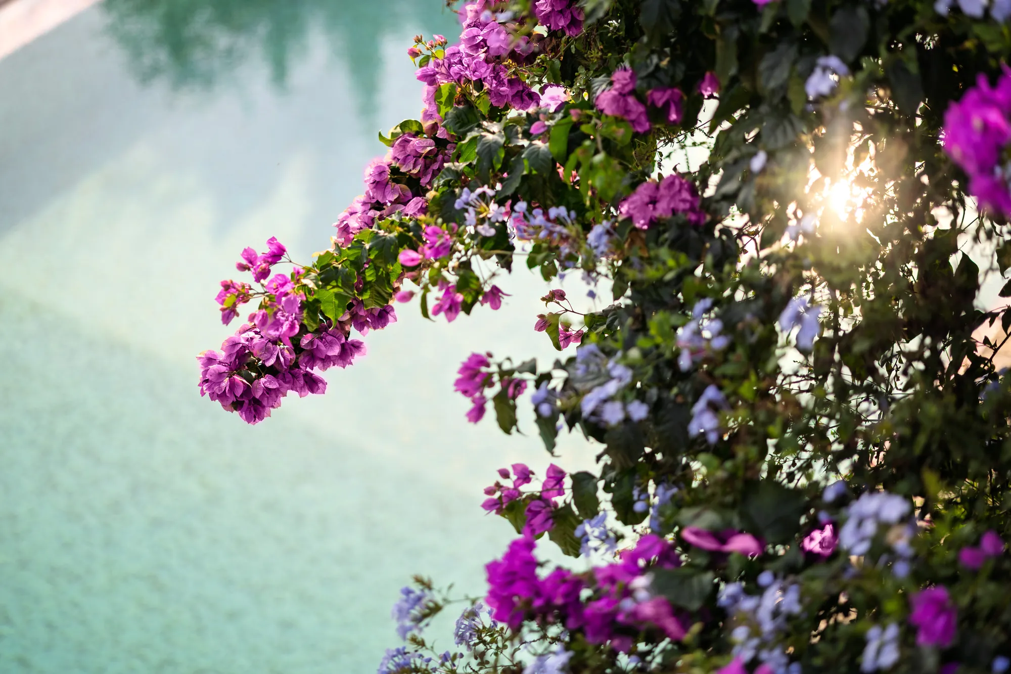 Bougainvillea in full bloom beside the swimming pool