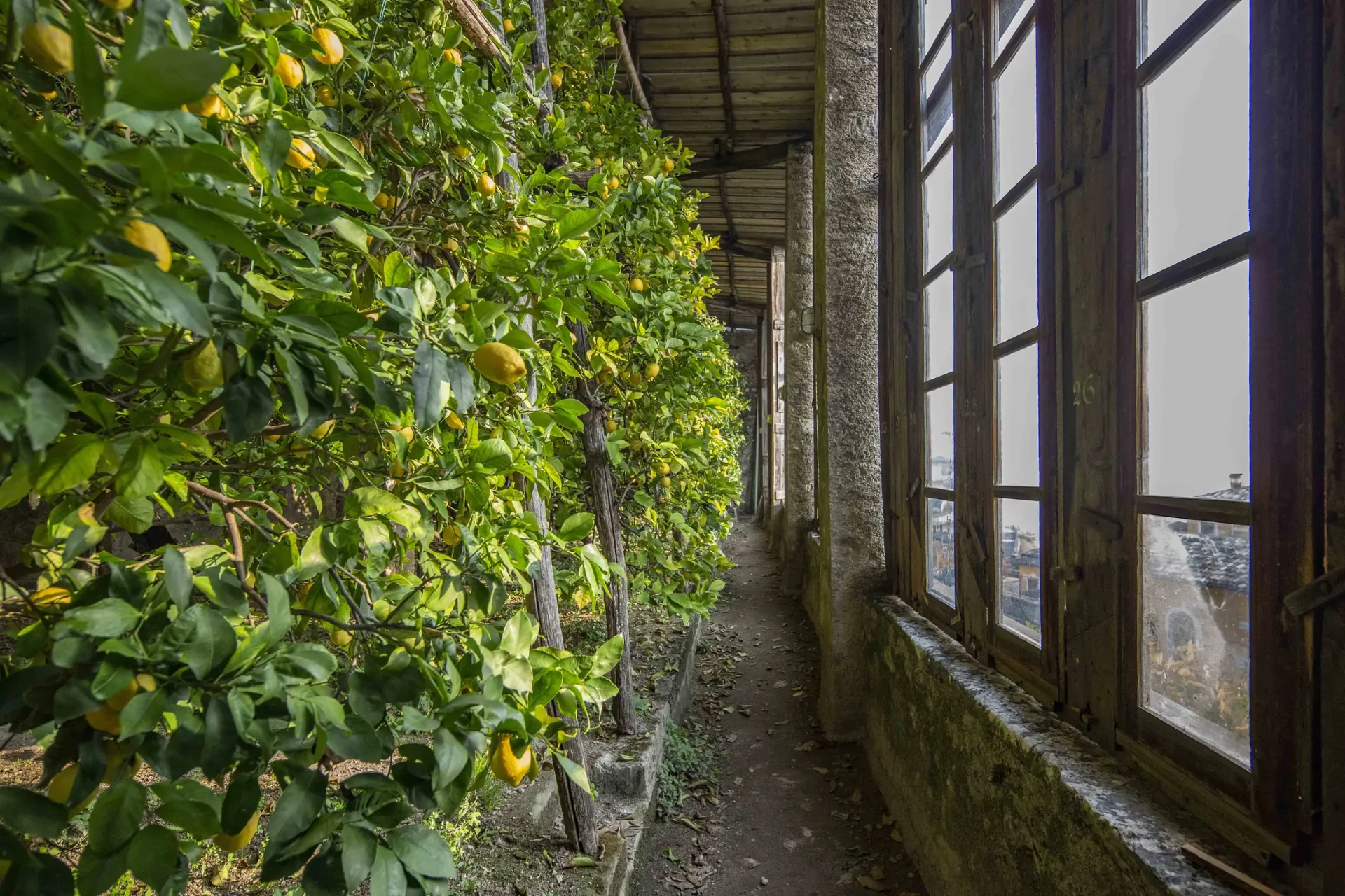 Lemon trees inside a historic limonaia in Gargnano