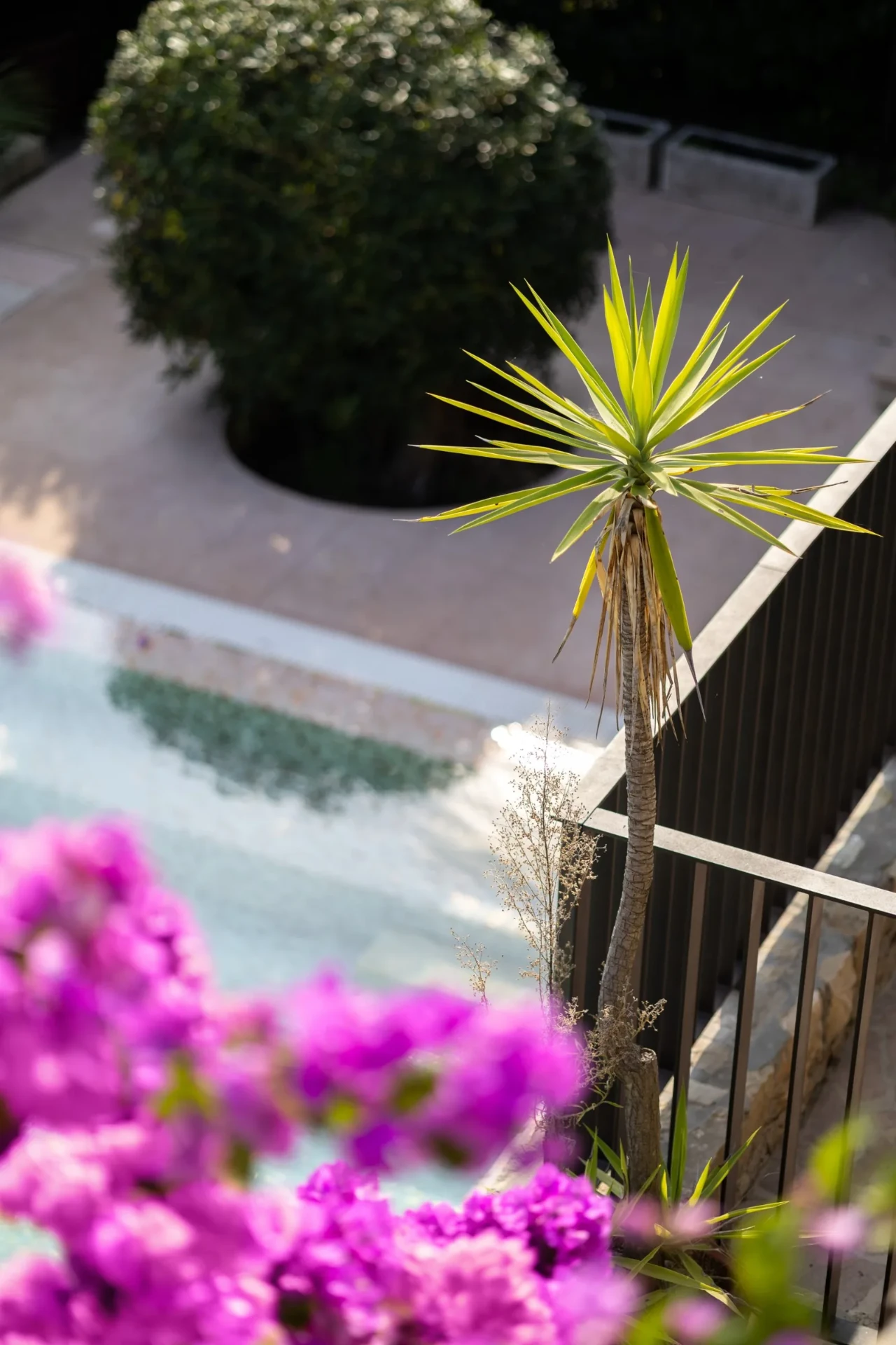 Yucca palm and pink bougainvillea above the pool terrace at Villa Giulia, Gargnano